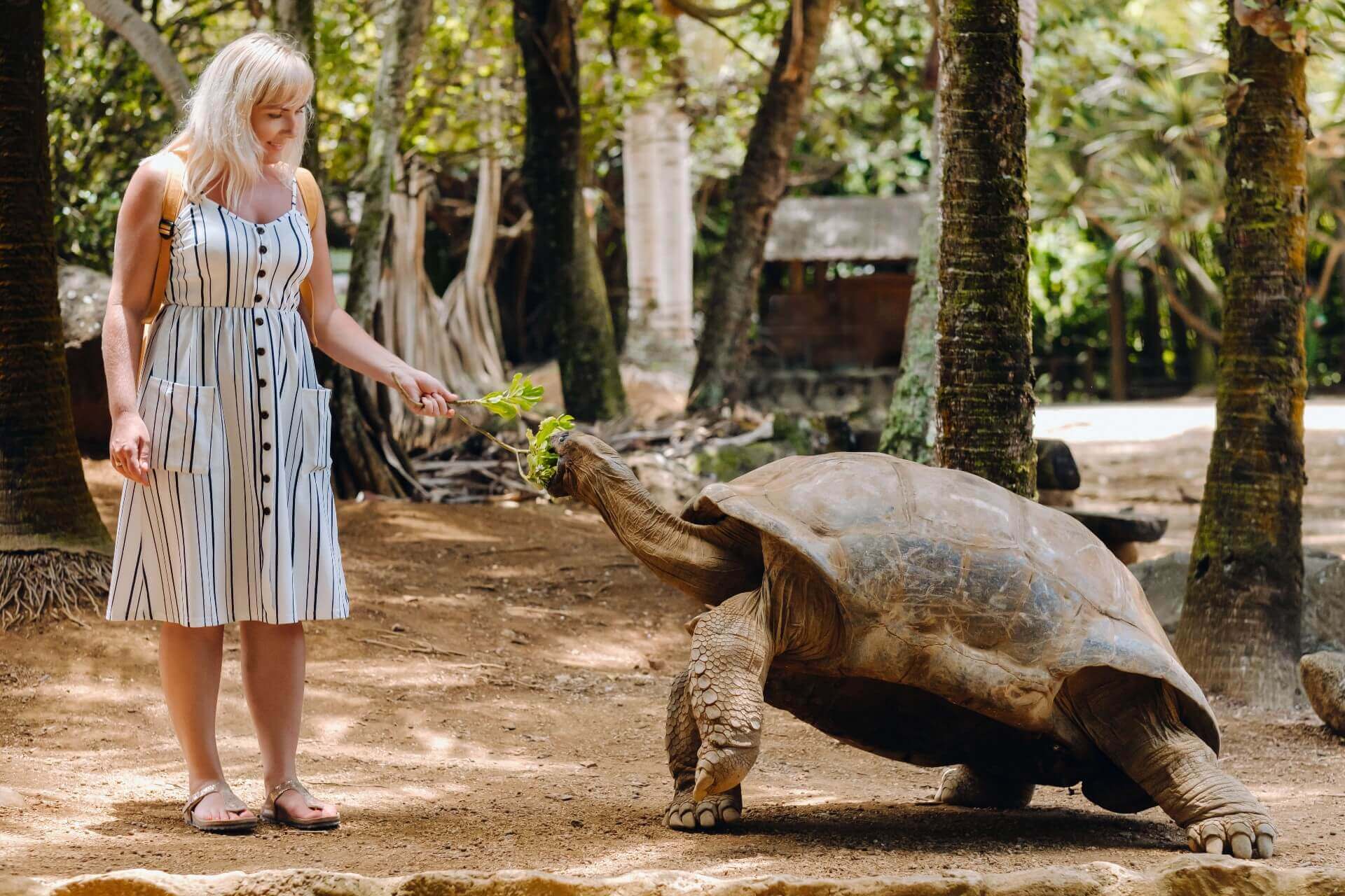 mauritius-giant-tortoise